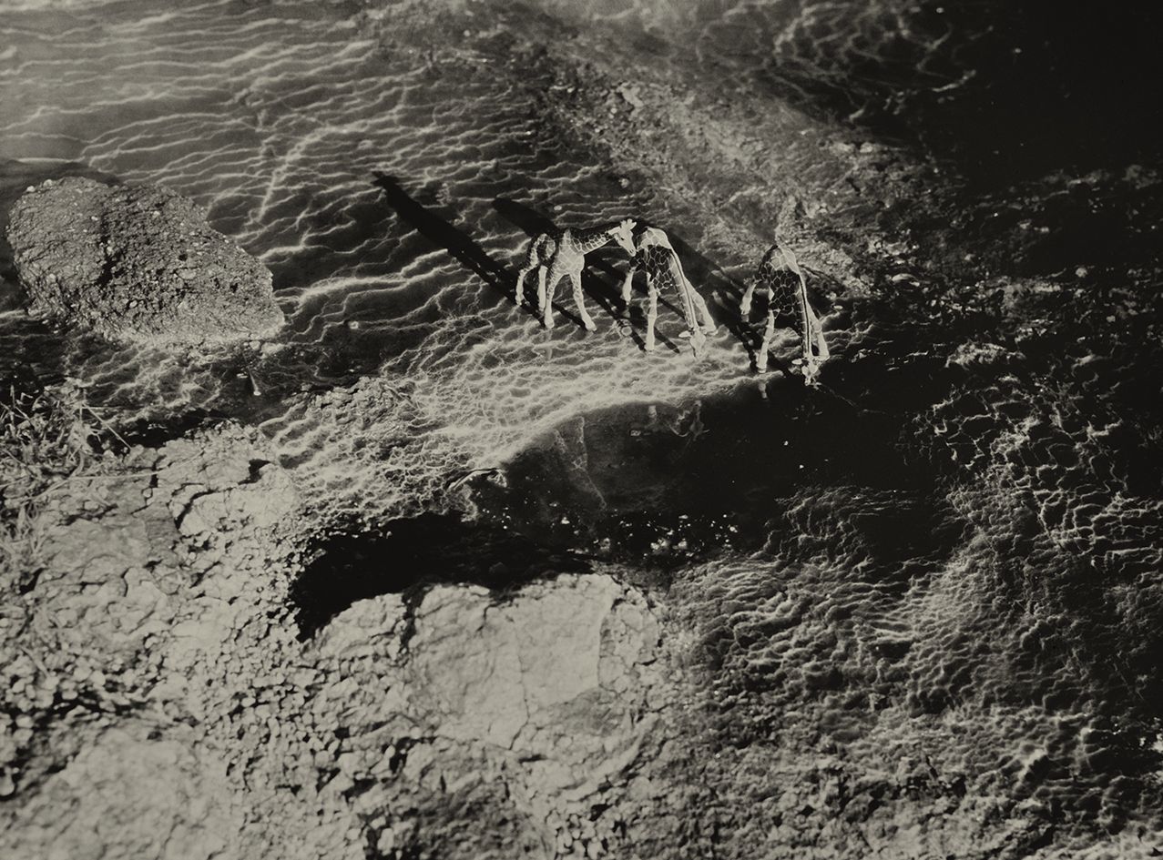 Rothschilds Giraffe Geysir Iceland